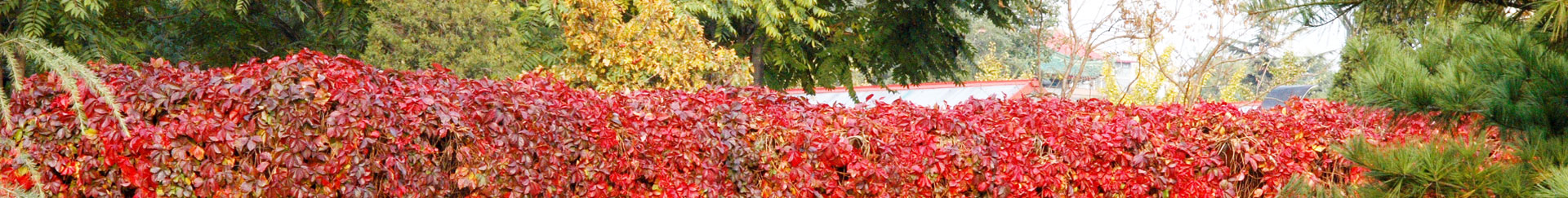 威廉希尔中文网站平台